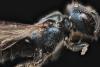 Ceratina cyanea